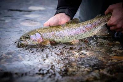 Missouri River rainbow trout