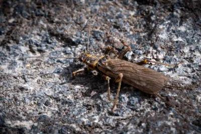 Montana Angler fly fishing trips Fly fishing skwala mayflies when fly fishing in Montana