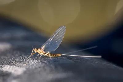 March Brown fly fishing trips in Montana