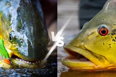 Dorado Vs. Peacock Bass