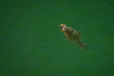 Dry fly fishing with Montana Angler