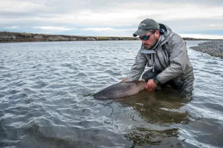 A healthy sea run brown trout is returned to the Rio Grande.