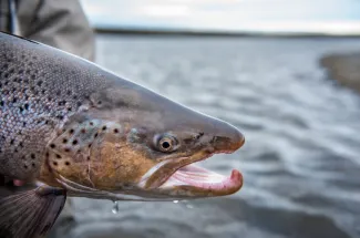 A nice sea run brown.