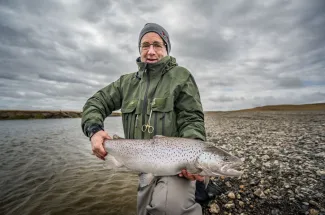 A chrome sea run brown trout, fresh from the sea.