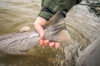 Catch and release fishing in Chile.