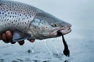 Streamer fishing can be effective for these fish.