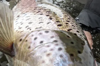 Sea run brown trout are on the bucket list.