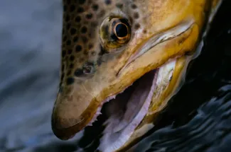 A nice brown trout
