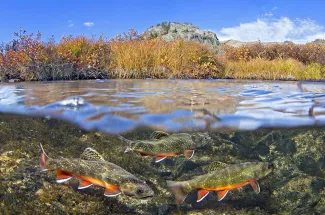 Brook trout in Montana