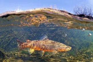 Another big brown trout in Montana