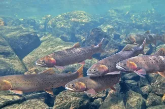 A hungry school of Cutthroat trout