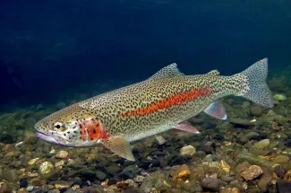 Montana Rainbow trout