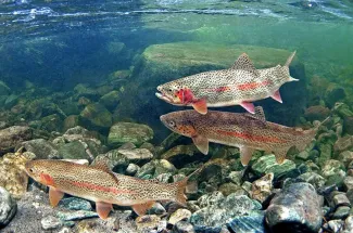 A hungry school of rainbow trout