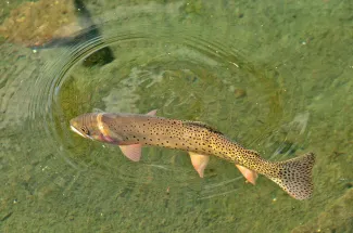 Cutthroat trout feeds on the surface