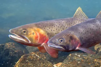 Nice Cutthroat Trout