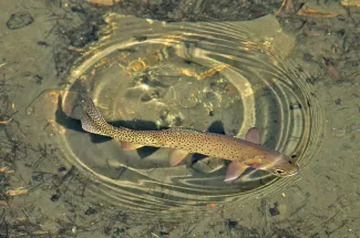 Surfacing feeding trout