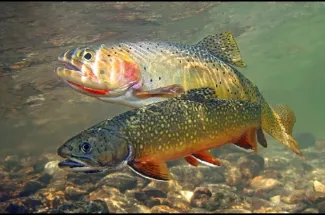 Cutthroat trout and Brook Trout share some water