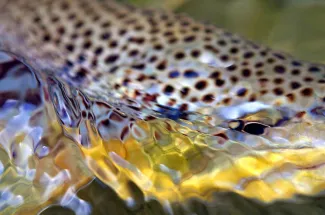 Montana brown trout