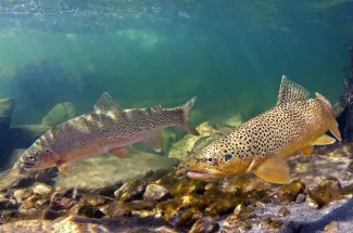 Mixed trout species in the same river