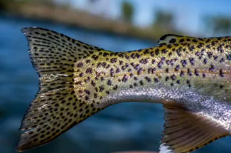 Trout tail