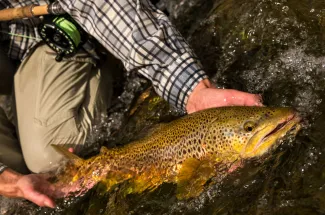 Big brown trout released back into the river