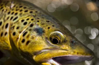 Brown trout close up