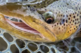 Kype jawed brown trout