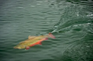 A brook trout swims off
