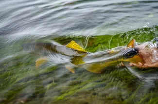 The release of a Golden dorado