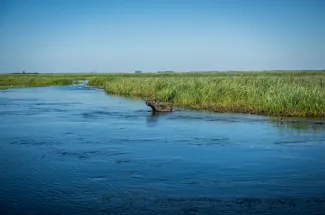 A capybara crosses the path of the angler's boat