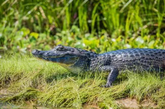 This caiman is watching you