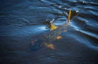 Catch and release of a golden dorado