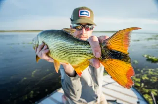 Golden dorado tail