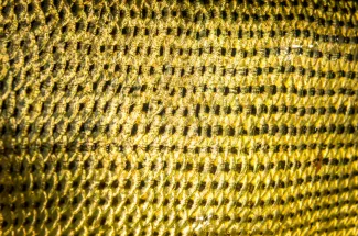 Interesting scale patterns on a golden dorado