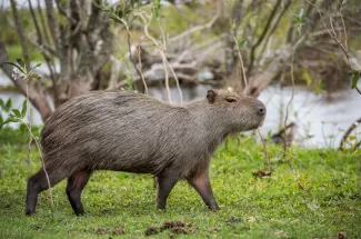 Did you know the capybara is the largest rodent in the world?