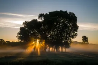 Sunrise through the fog and trees