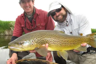 Brown Trout in Montana