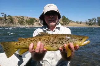 Big brown trout
