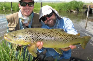 Fly fishing for brown trout on many Montana rivers