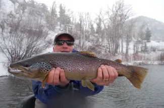 Hefty brown trout taken on a streamer