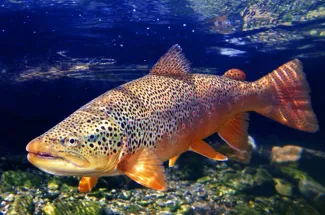 Big brown trout underwater