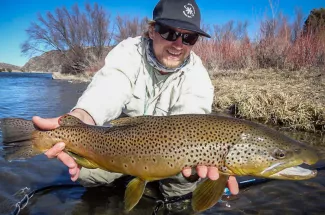Fly fishing for brown trout