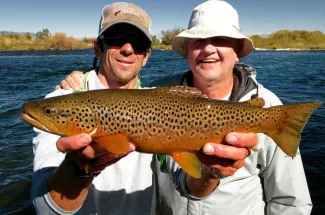 Brown trout in the Yellowstone river