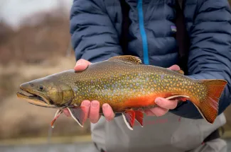 Big brook trout caught in Montana