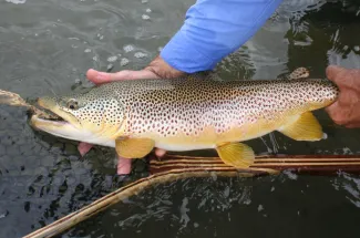 Fly fishing for brown trout