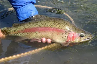 big rainbow trout caught and released