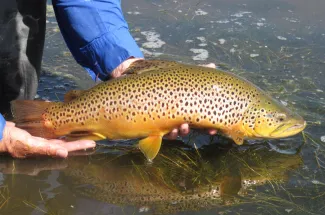 Brown trout returned to the river