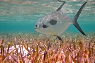 Fly fishing in the Bahamas for permit