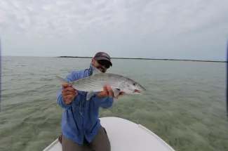 Big bonefish are numerous in the Bahamas