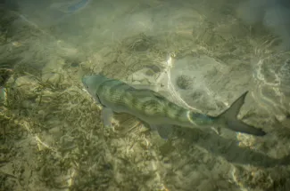 Catch and releasing fishing in the Bahamas